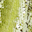 acid green